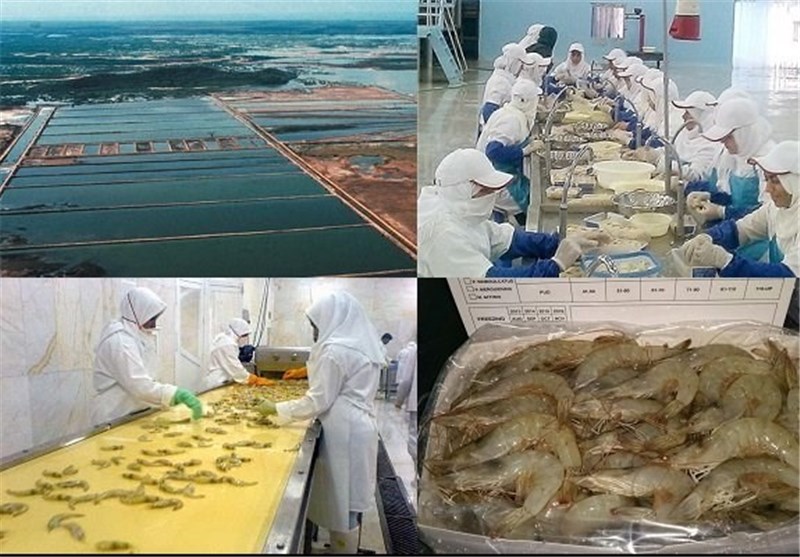 میزان ذخیره میگو در زیستگاه‌های آبزیان خلیج فارس کاهش یافته است